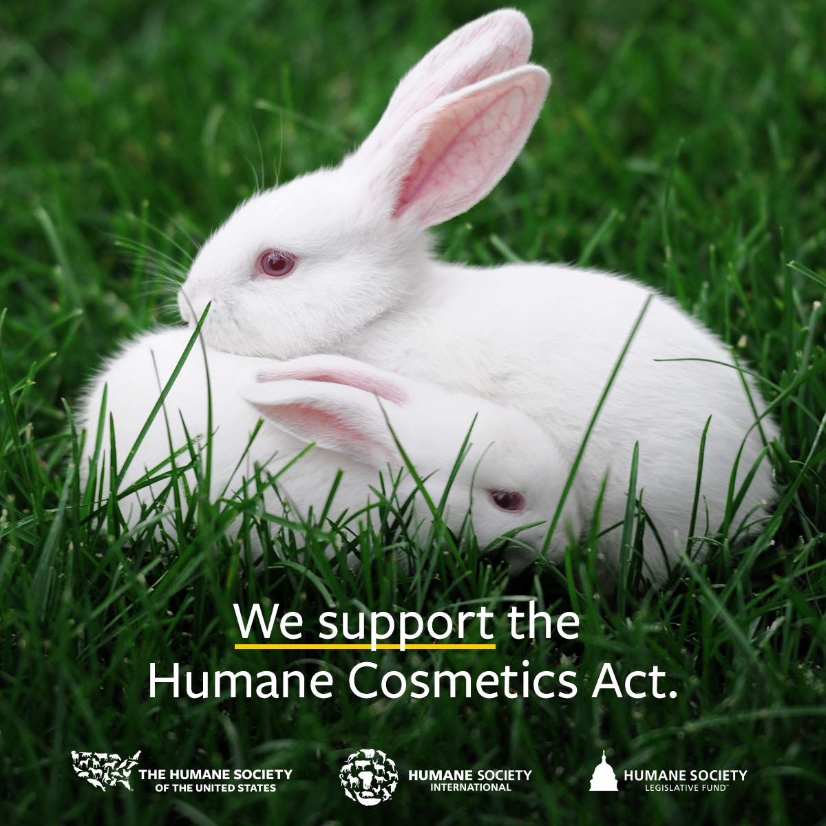 US Organic 100% Pure Frankincense Essential Oil, USDA Certified Organic, Steam Distilled, Boswellia serrata, Sourced from India, Topically or in Diffuser, Perfect for Aging Skin, All skin type (10 ml)